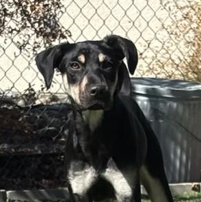 Alley, ADOPTABLE, Young Female Doberman Pinscher.