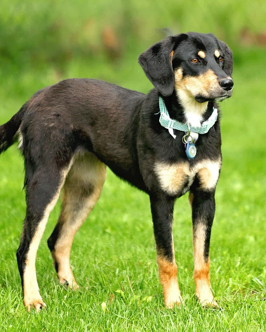 Benelli, ADOPTABLE, Puppy Female Hound.