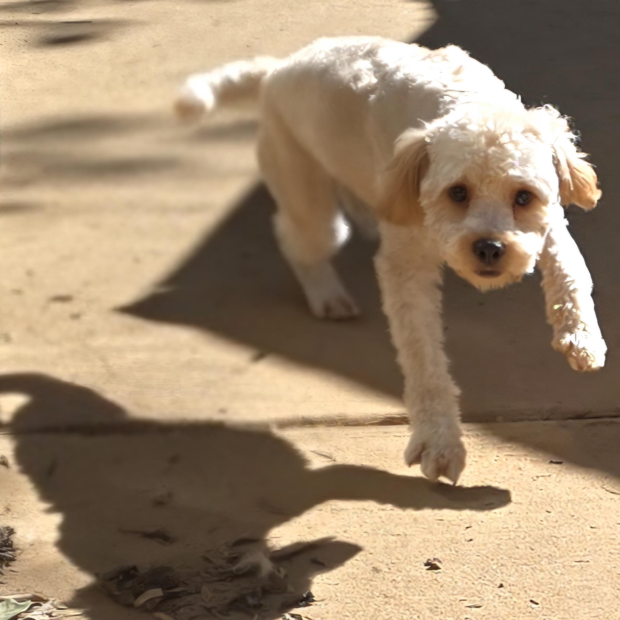 Enlarge RUDY, a Adoptable Miniature Poodle in Athens, AL image 5/5