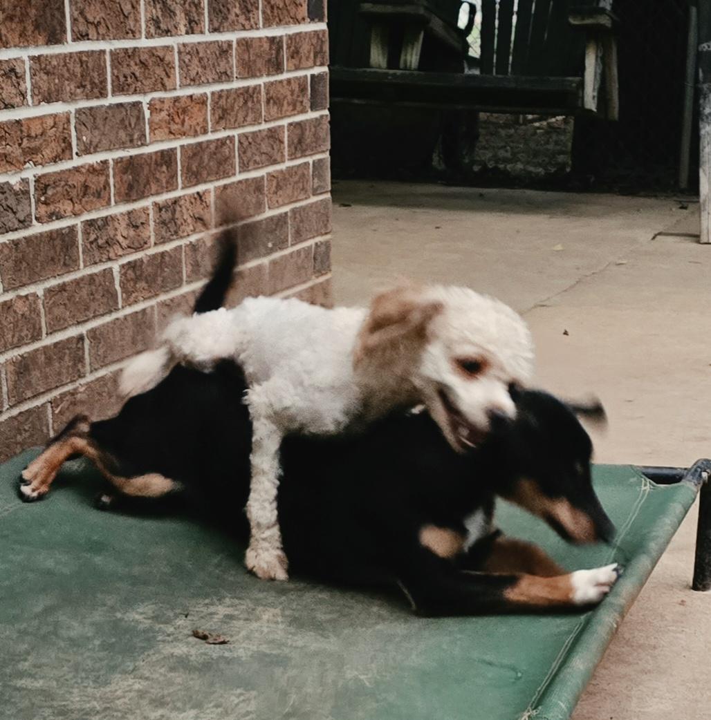 Enlarge RUDY, a Adoptable Miniature Poodle in Athens, AL image 4/5