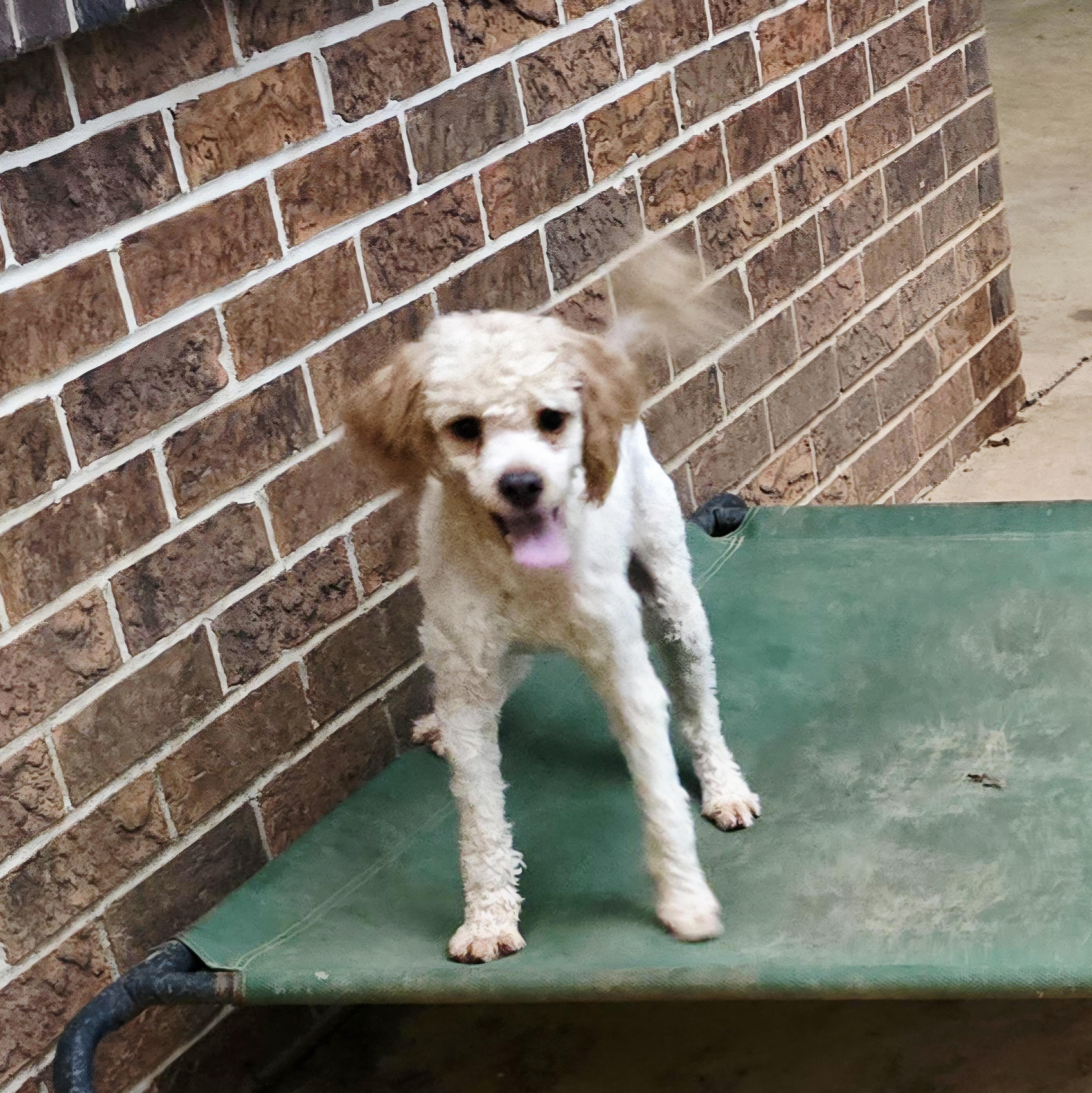 RUDY, Adoptable, Puppy Male Miniature Poodle.