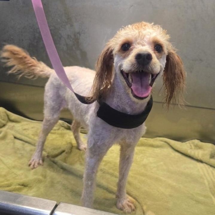 Enlarge RUDY, a Adoptable Miniature Poodle in Athens, AL image 3/5