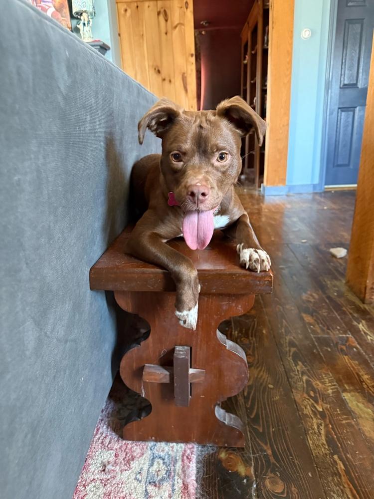 Bristol, Adoptable, Adult Female Mixed Breed.