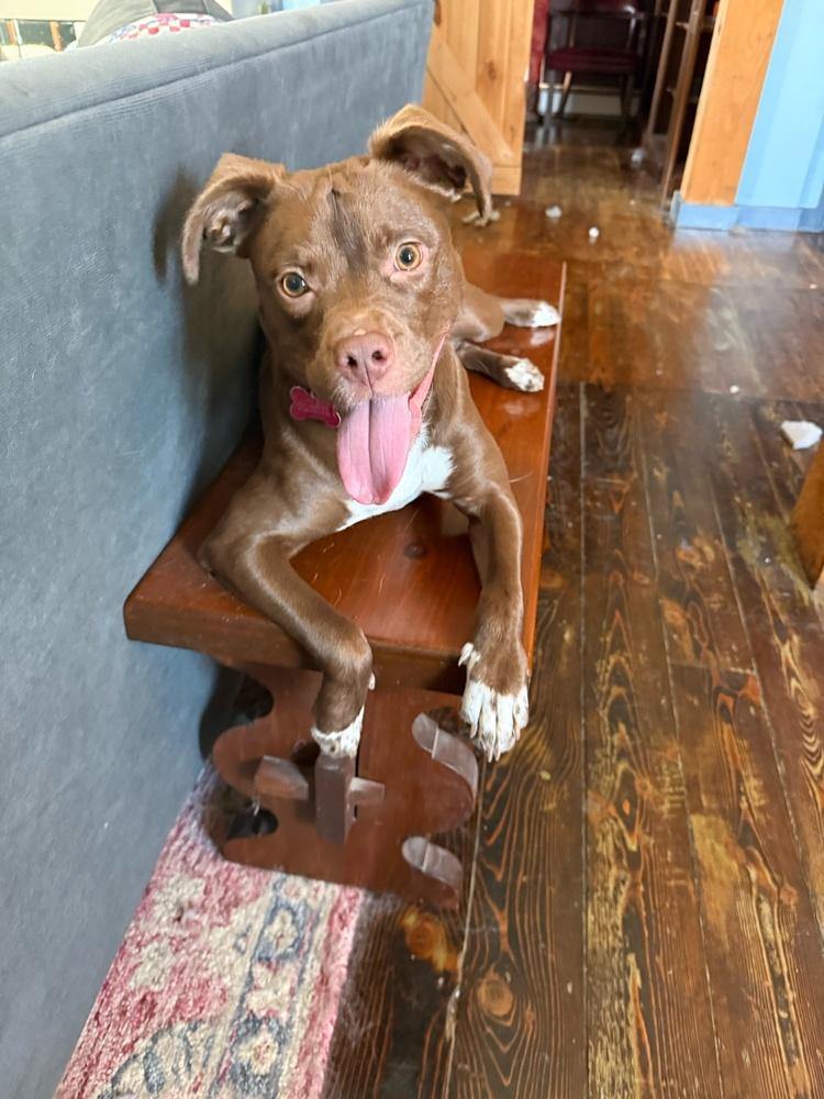 Enlarge Bristol, a Adoptable mixed breed in Boston, MA image 2/6