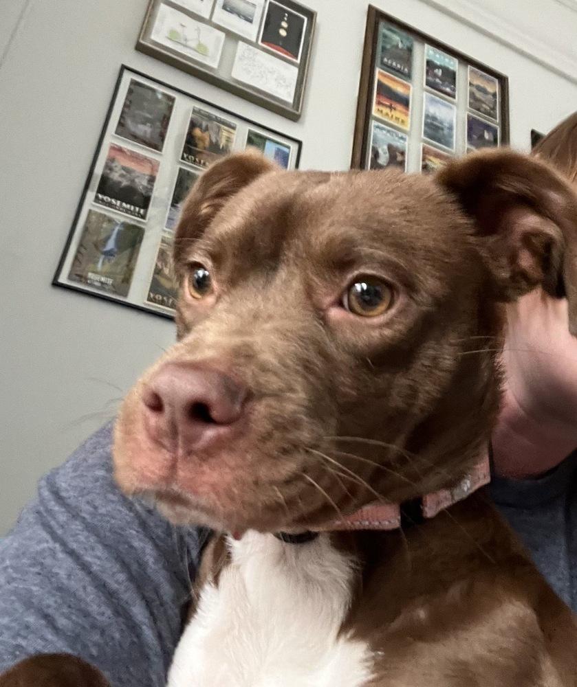 Enlarge Bristol, a Adoptable mixed breed in Boston, MA image 3/6