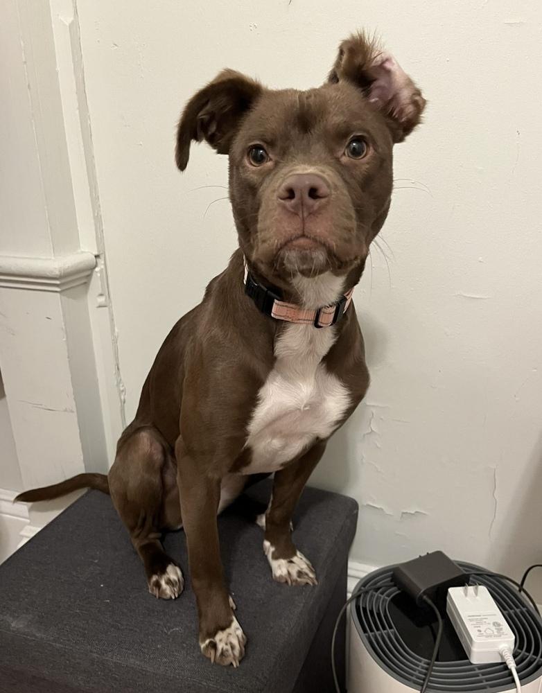 Enlarge Bristol, a Adoptable mixed breed in Boston, MA image 4/6