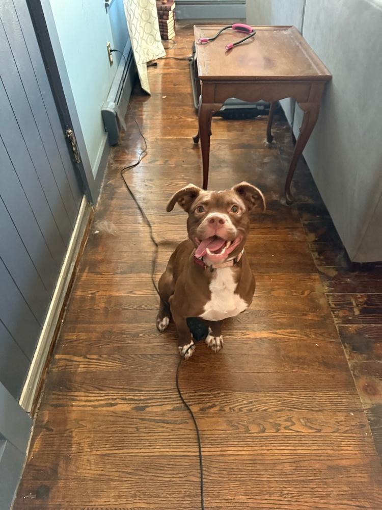 Enlarge Bristol, a Adoptable mixed breed in Boston, MA image 5/6