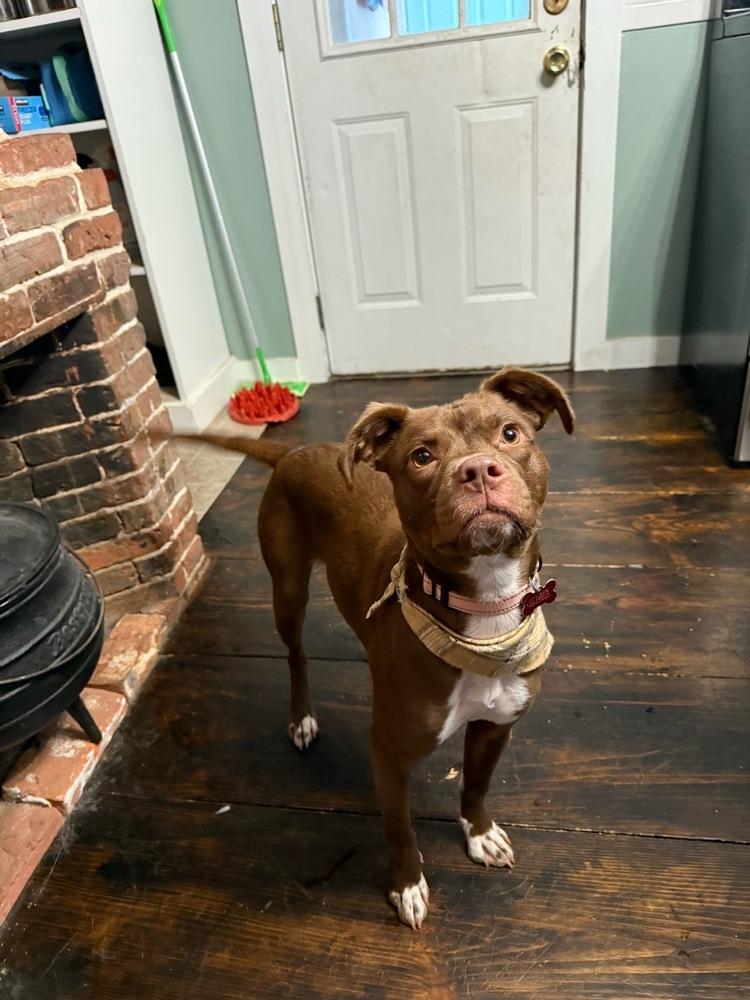 Enlarge Bristol, a Adoptable mixed breed in Boston, MA image 6/6