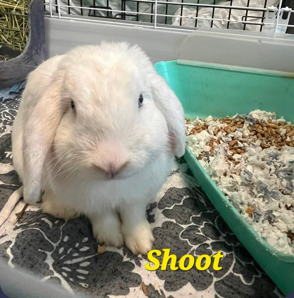 Shoot, ADOPTABLE, Young Male Mini Lop.