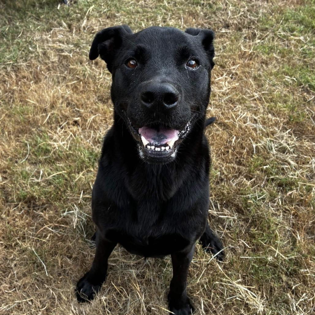 Enlarge Bubba, a Adoptable mixed breed in Beaumont, TX image 3/6