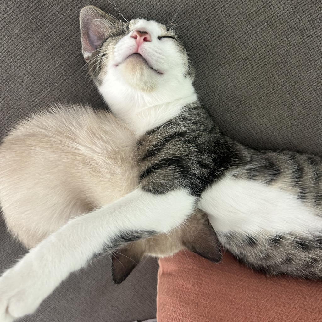 One Eye, a Adoptable Domestic Short Hair in Hollister, FL image 1/6