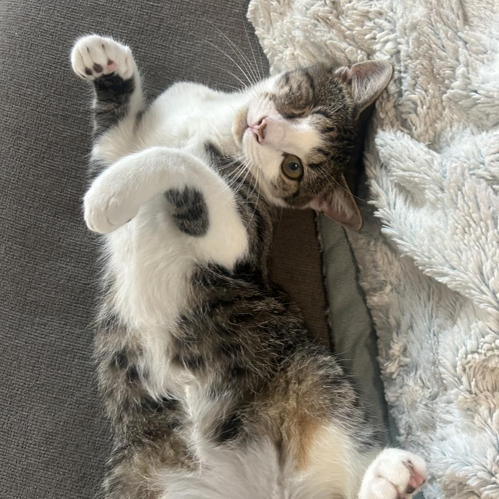 One Eye, a Adoptable Domestic Short Hair in Hollister, FL image 3/6