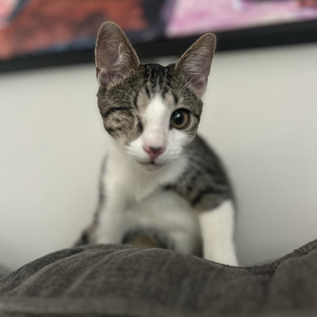 One Eye, a Adoptable Domestic Short Hair in Hollister, FL image 4/6