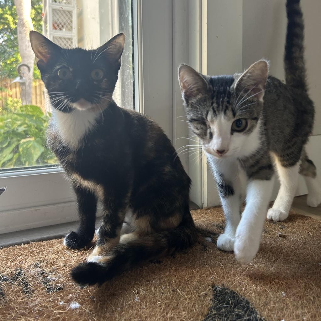 One Eye, a Adoptable Domestic Short Hair in Hollister, FL image 5/6