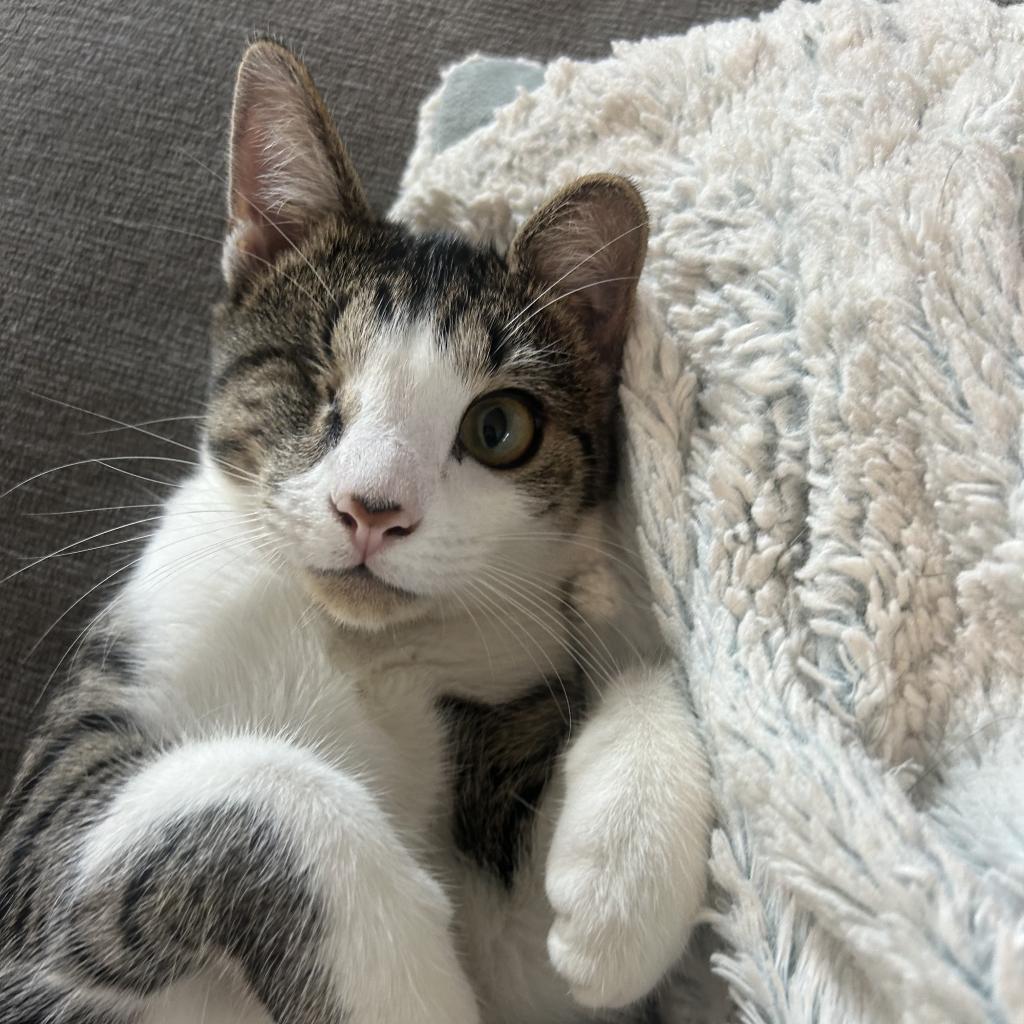 One Eye, a Adoptable Domestic Short Hair in Hollister, FL image 6/6