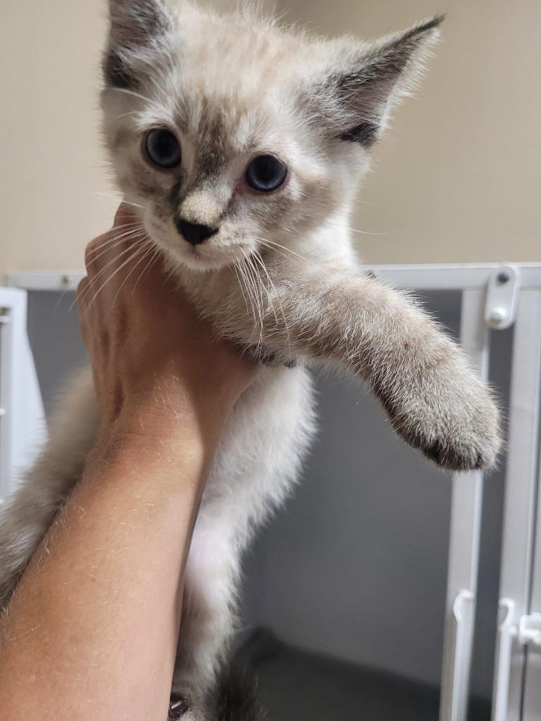 Juniper, Adoptable, Kitten Female Domestic Short Hair.