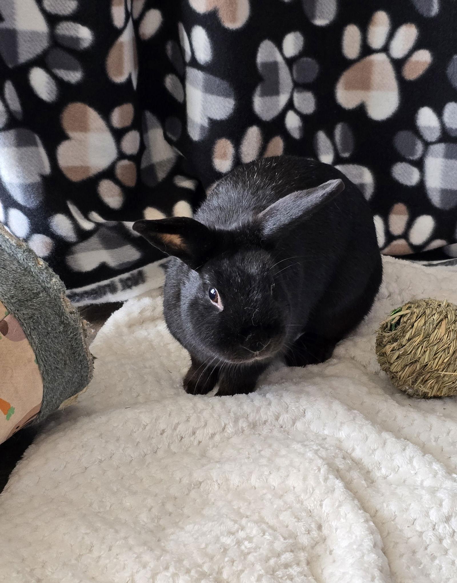 Bonnie, Adopted, Adult Female American.