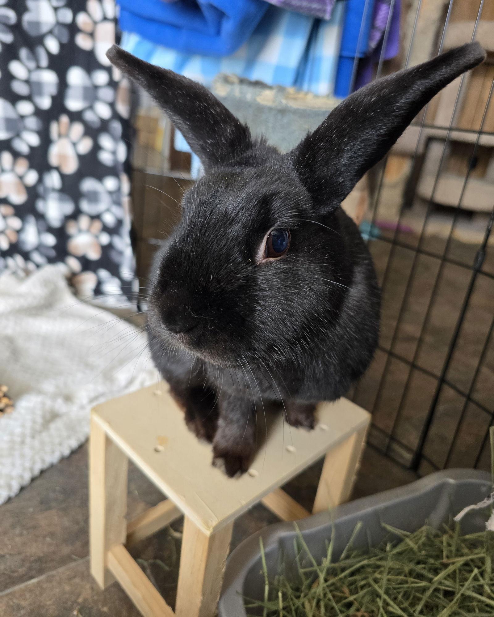 Bonnie, a Adopted American in Philadelphia, PA image 2/3