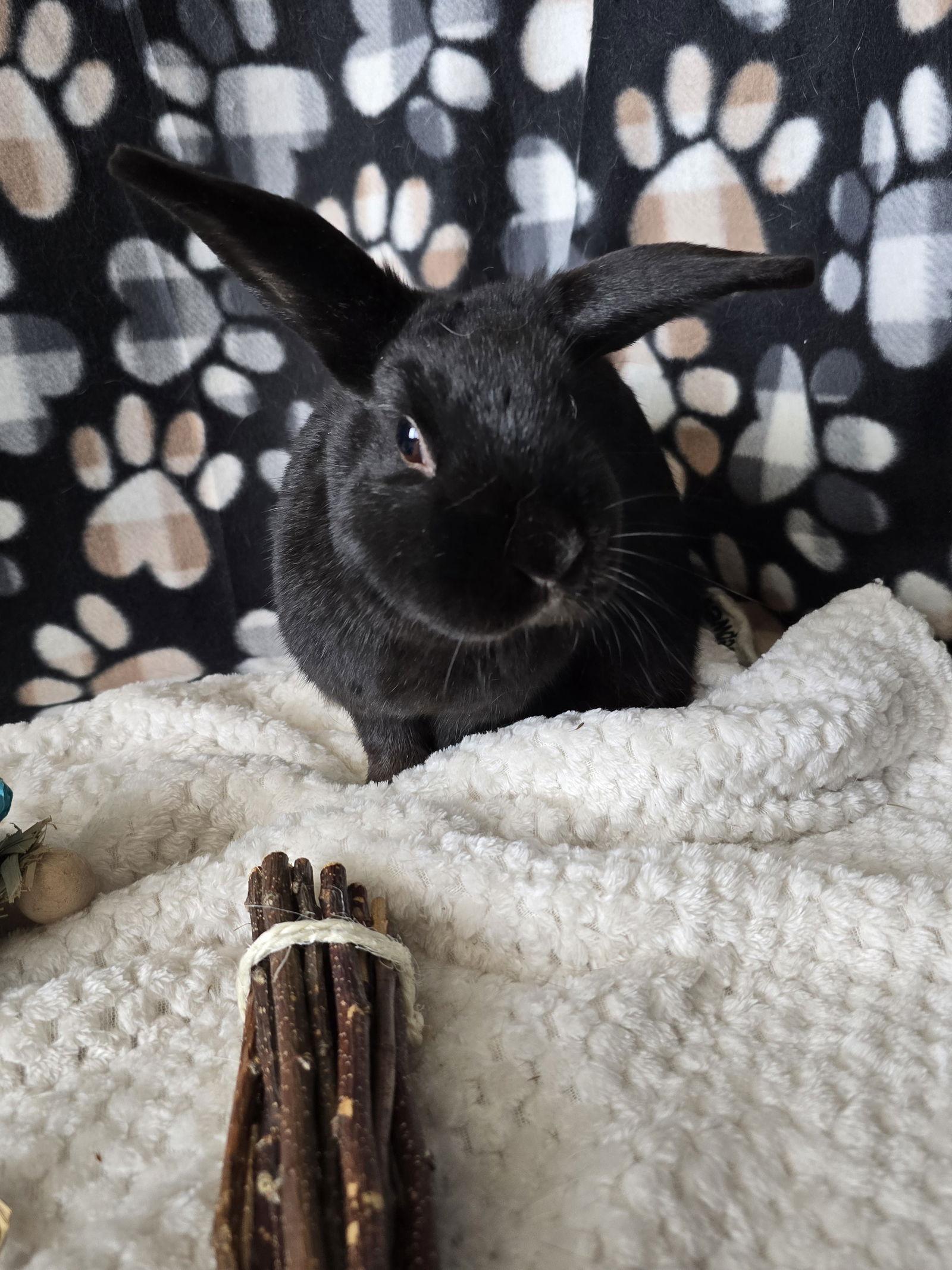 Bonnie, a Adopted American in Philadelphia, PA image 3/3