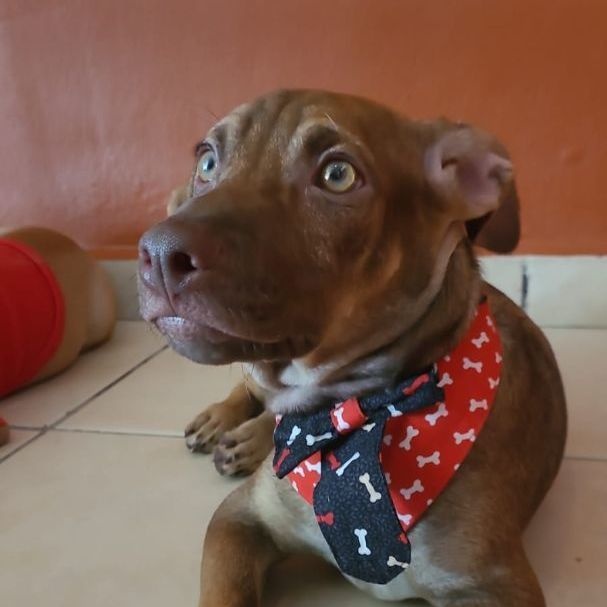 Adan Alexander, a Adoptable mixed breed in Fair lawn, NJ image 1/5