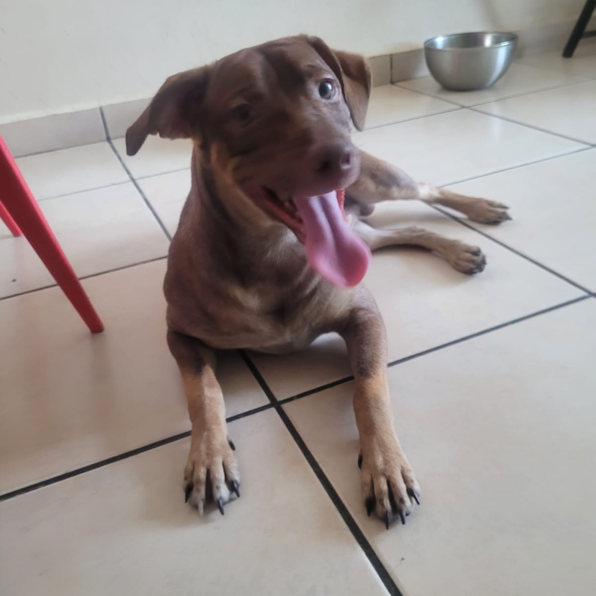 Adan Alexander, a Adoptable mixed breed in Fair lawn, NJ image 2/5