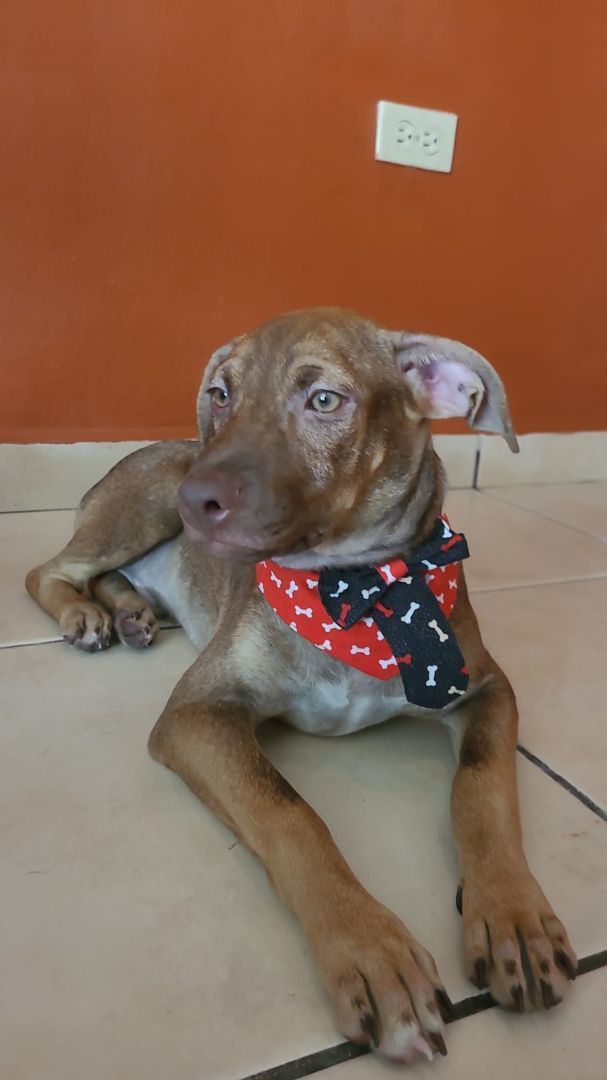 Adan Alexander, a Adoptable mixed breed in Fair lawn, NJ image 3/5