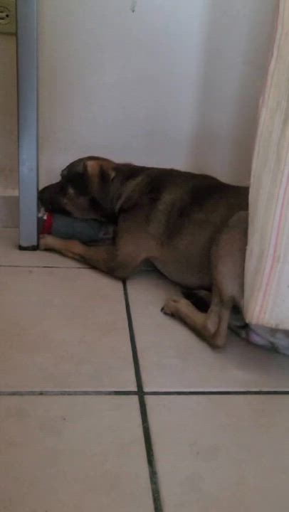 Enlarge Adan Alexander, a Adoptable mixed breed in Fair lawn, NJ video 5/5