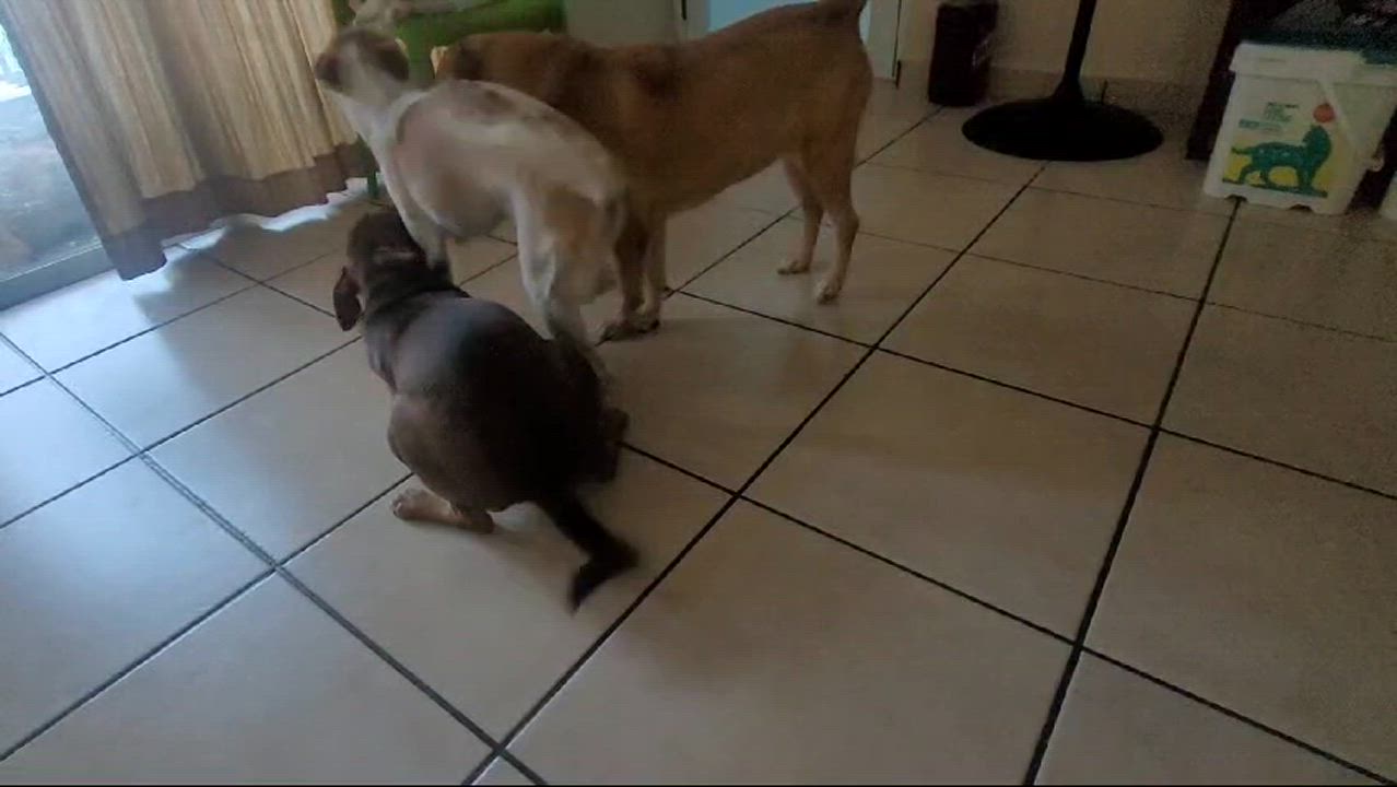 Enlarge Adan Alexander, a Adoptable mixed breed in Fair lawn, NJ video 4/5