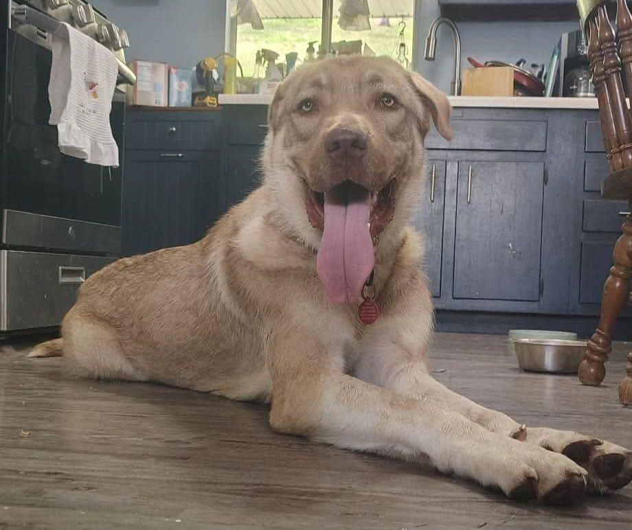 Jabba, a ADOPTABLE mixed breed in St. Clairsville, OH image 1/3