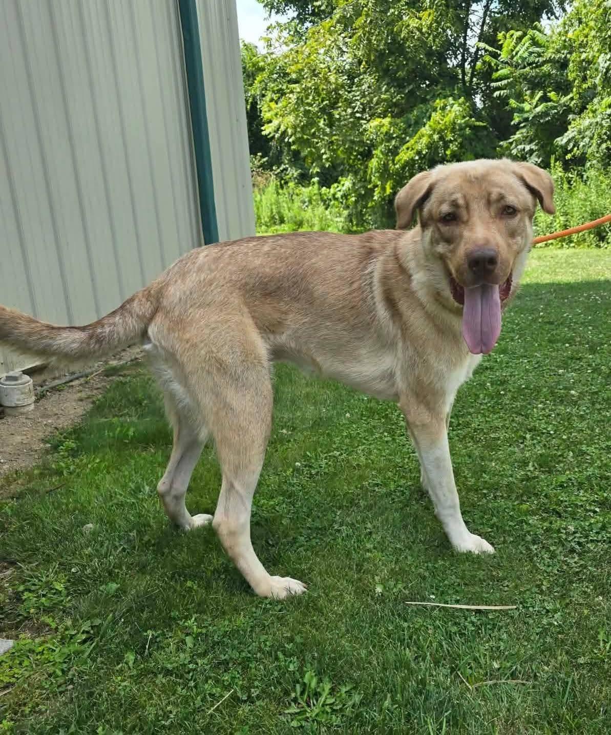 Jabba, a ADOPTABLE mixed breed in St. Clairsville, OH image 2/3