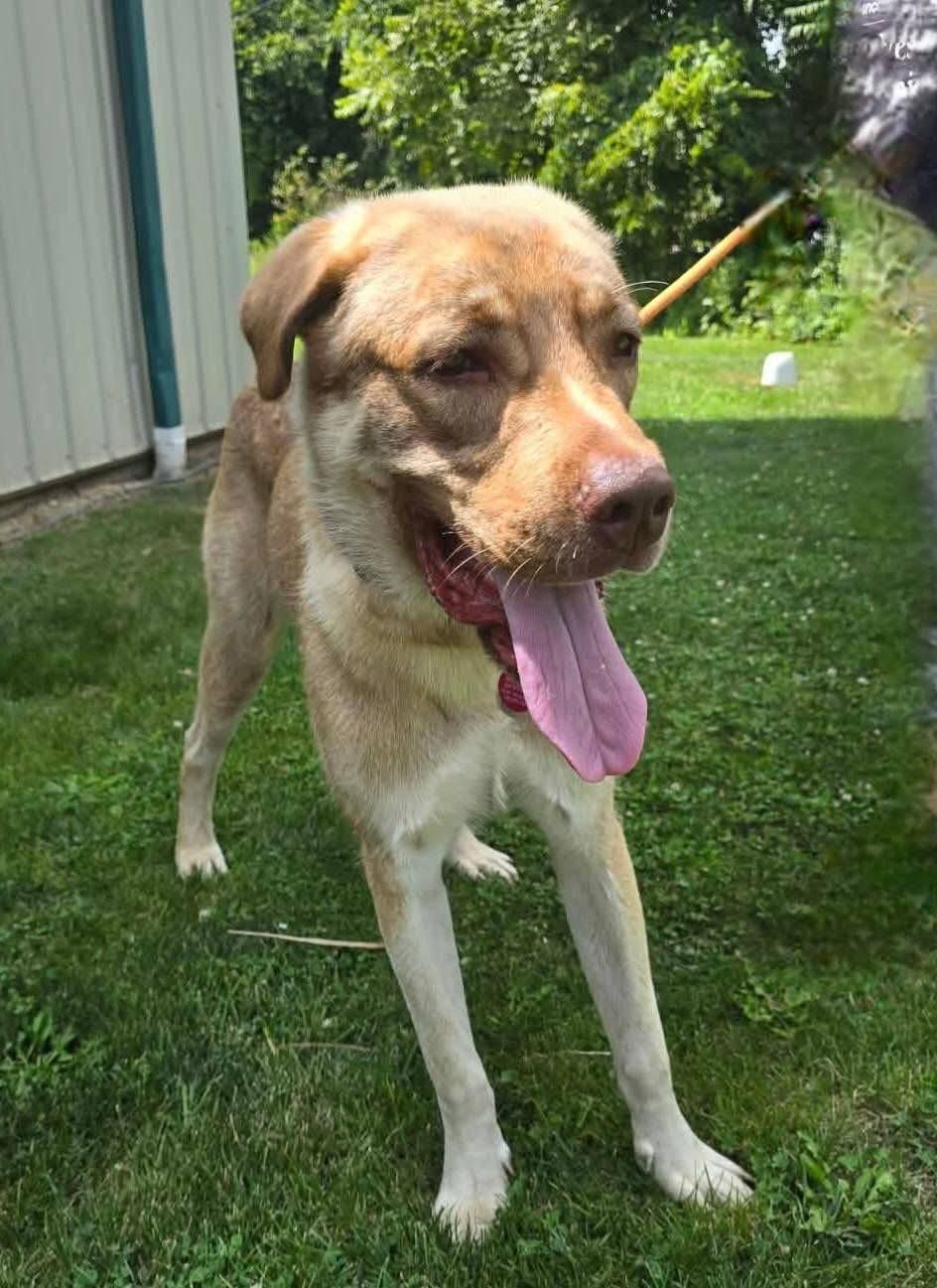 Jabba, a ADOPTABLE mixed breed in St. Clairsville, OH image 3/3