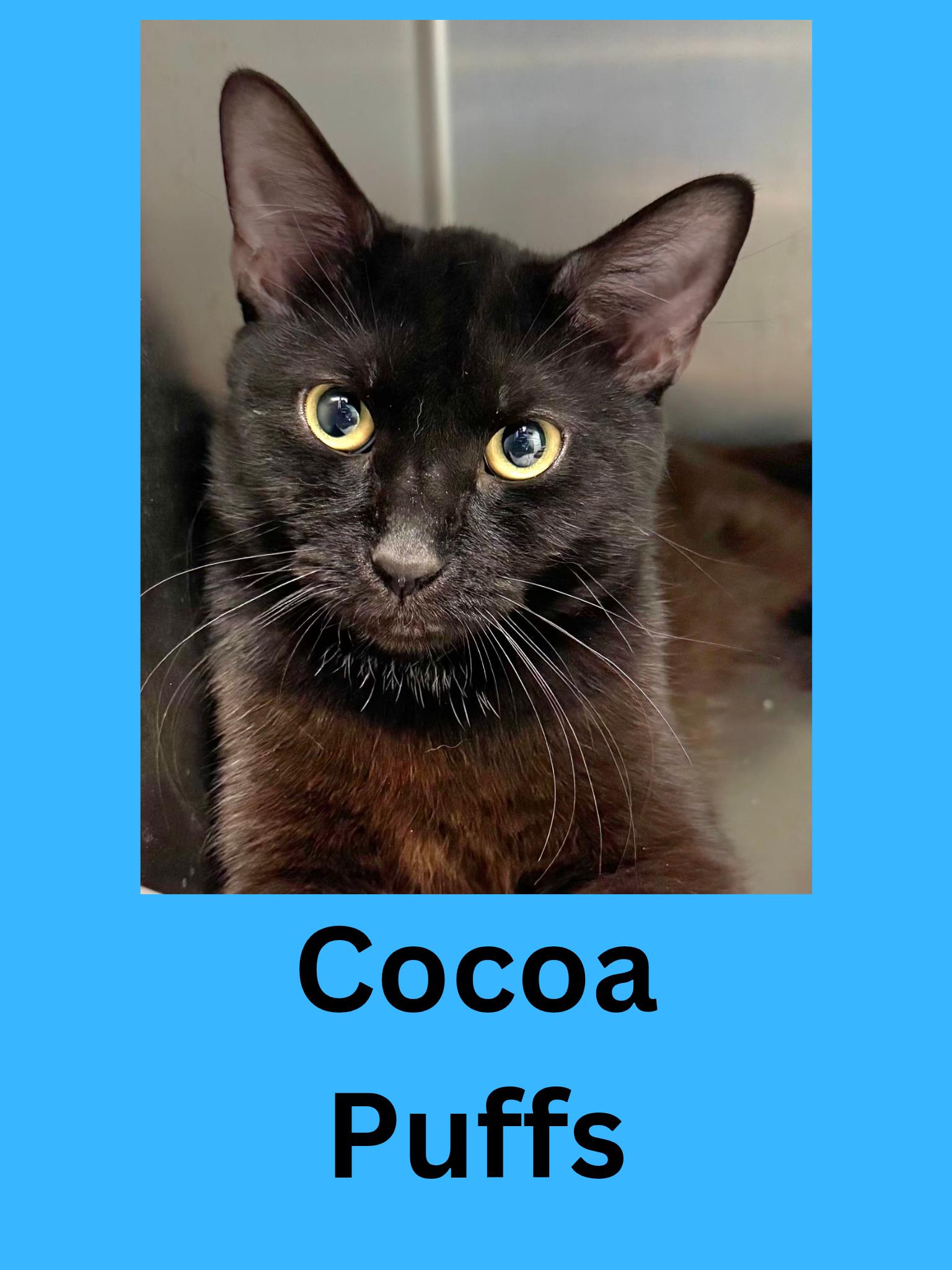 Enlarge Cocoa Puffs, a ADOPTABLE Domestic Short Hair in Ravenna, OH image 1/1