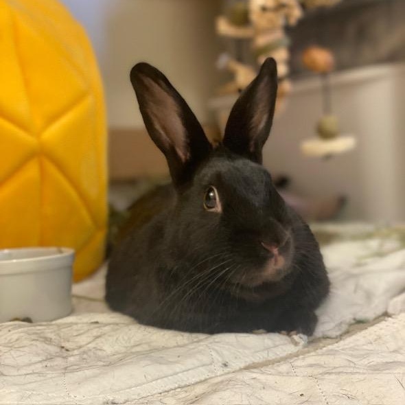 SHARPIE ( ADULT NEUTERED MALE) photo 2