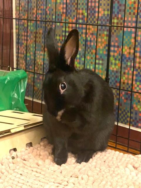 SHARPIE ( ADULT NEUTERED MALE) photo 3