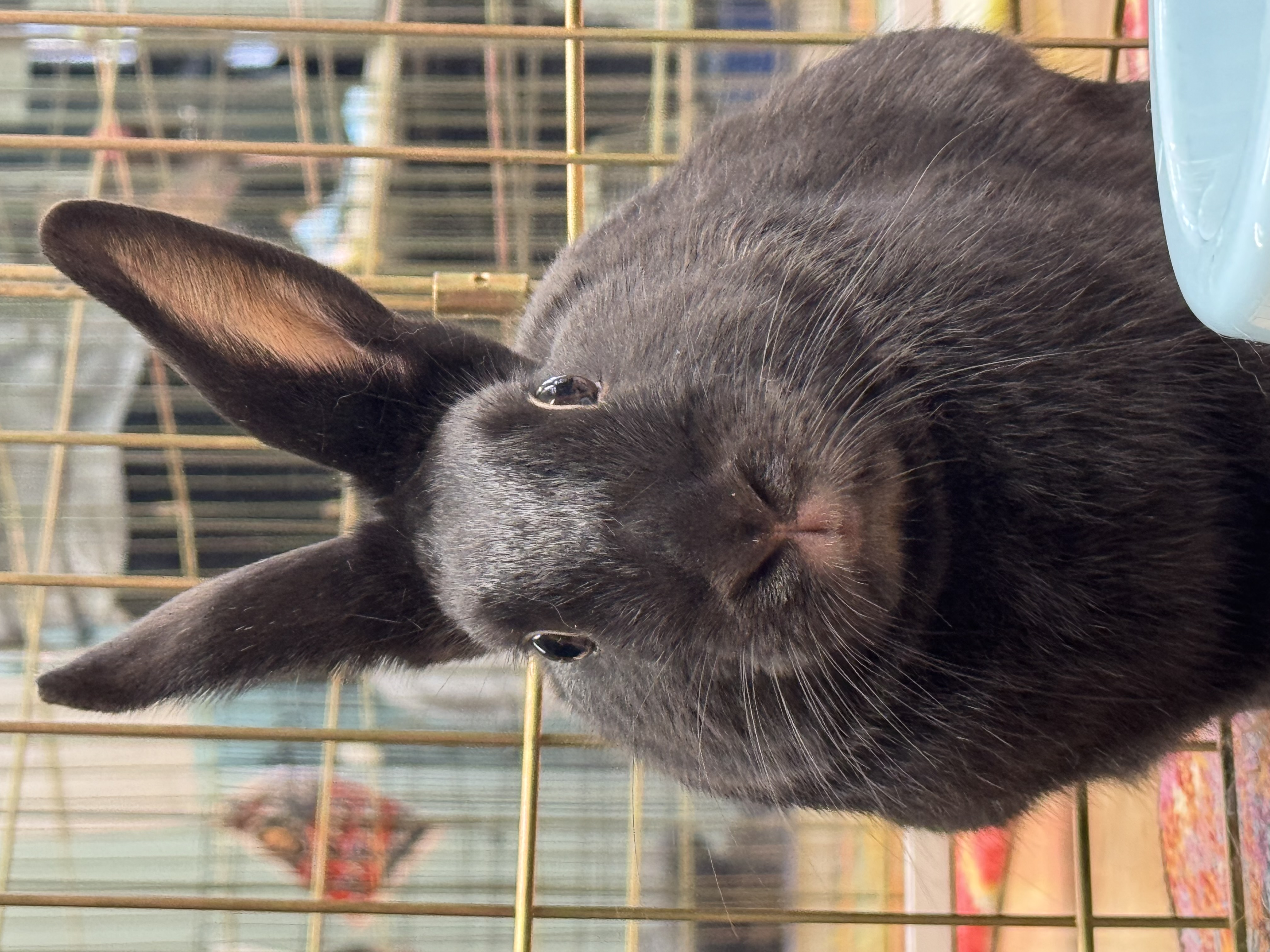 SHARPIE ( ADULT NEUTERED MALE) photo 5