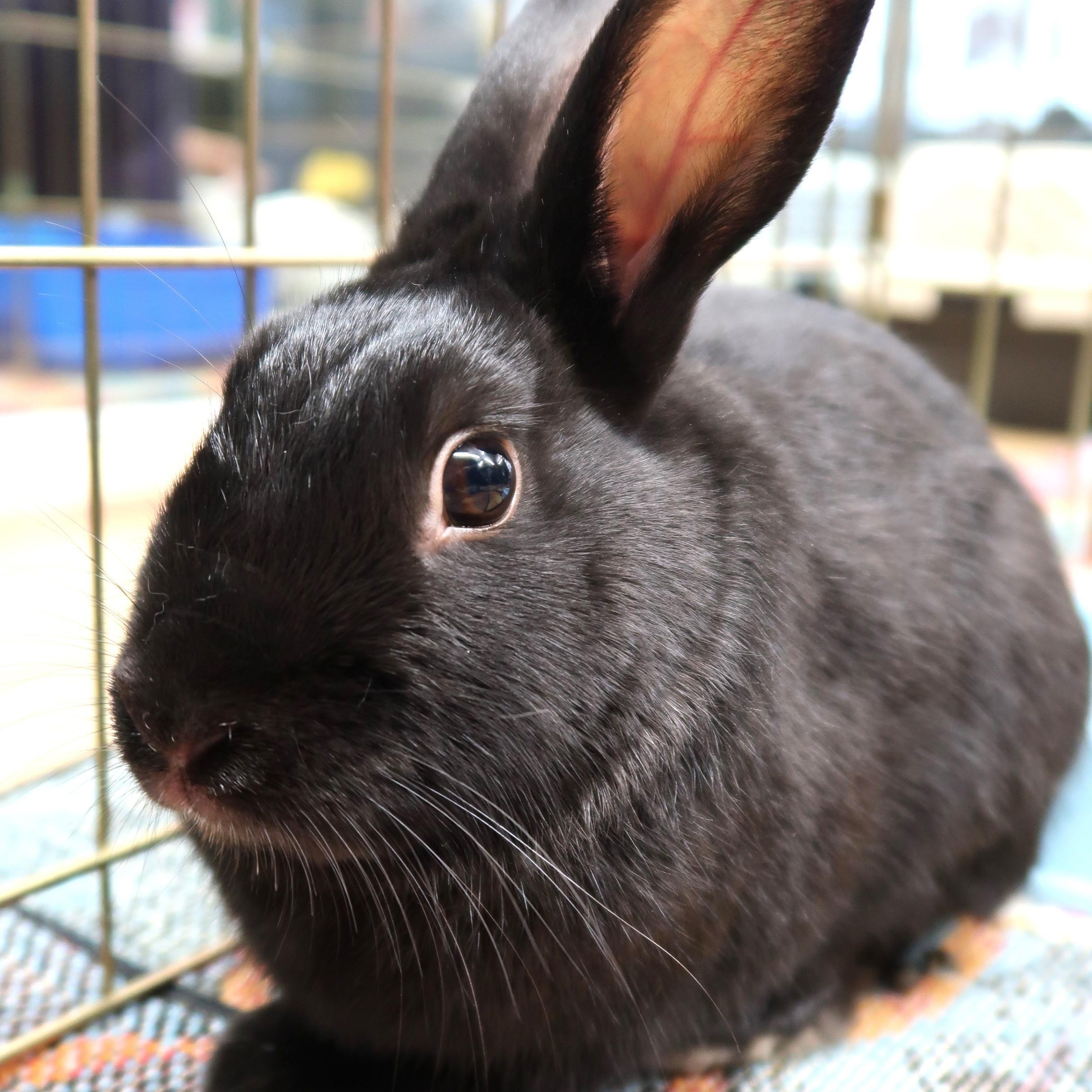 Sharpie, Adult Male unknown