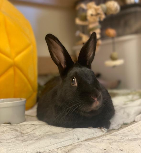 SHARPIE ( ADULT NEUTERED MALE) photo 4