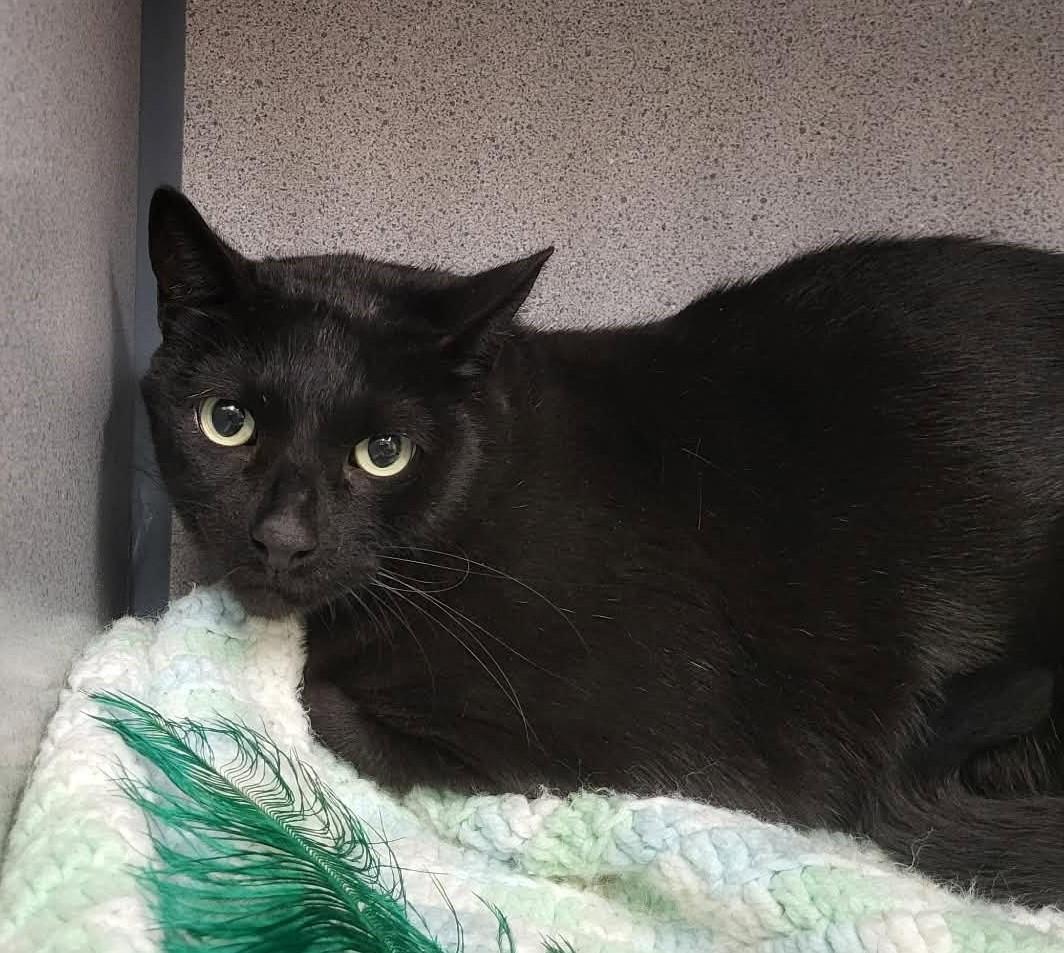 Mitchell, Adoptable, Adult Male Domestic Short Hair.