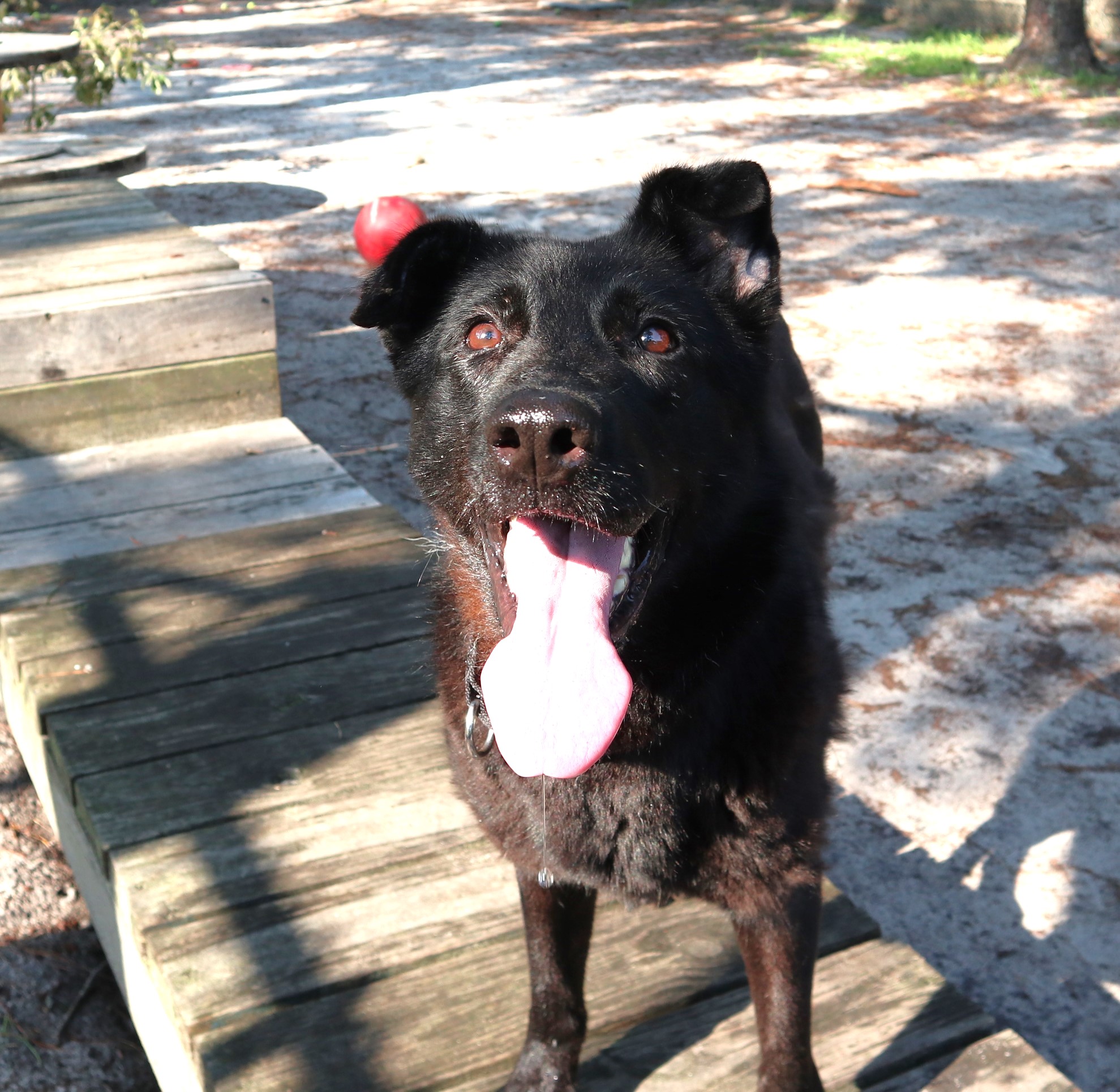 Crinkles, Adult Female Shepherd