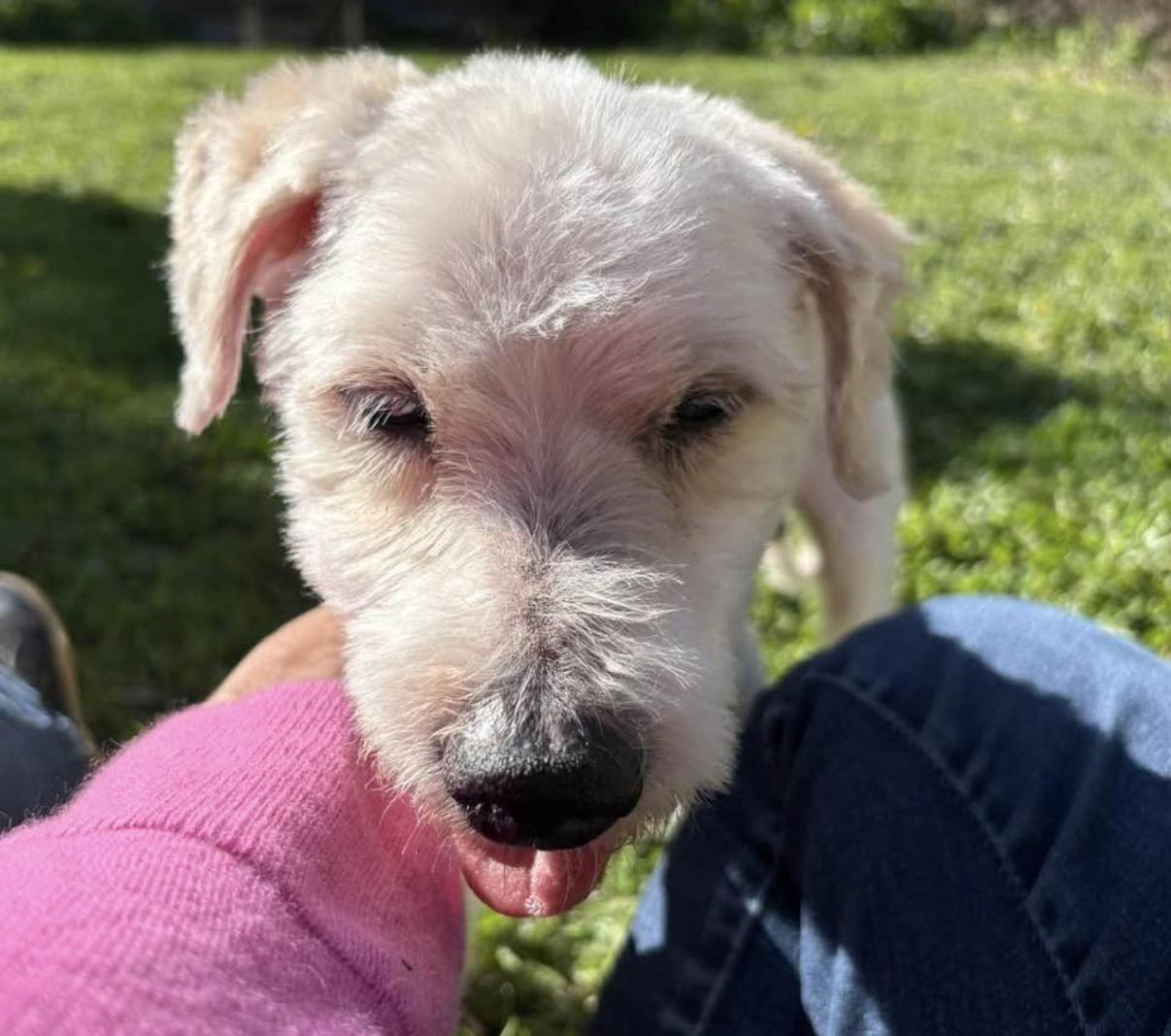 Enlarge Gizmo, a ADOPTABLE mixed breed in Whitewater, WI image 5/5