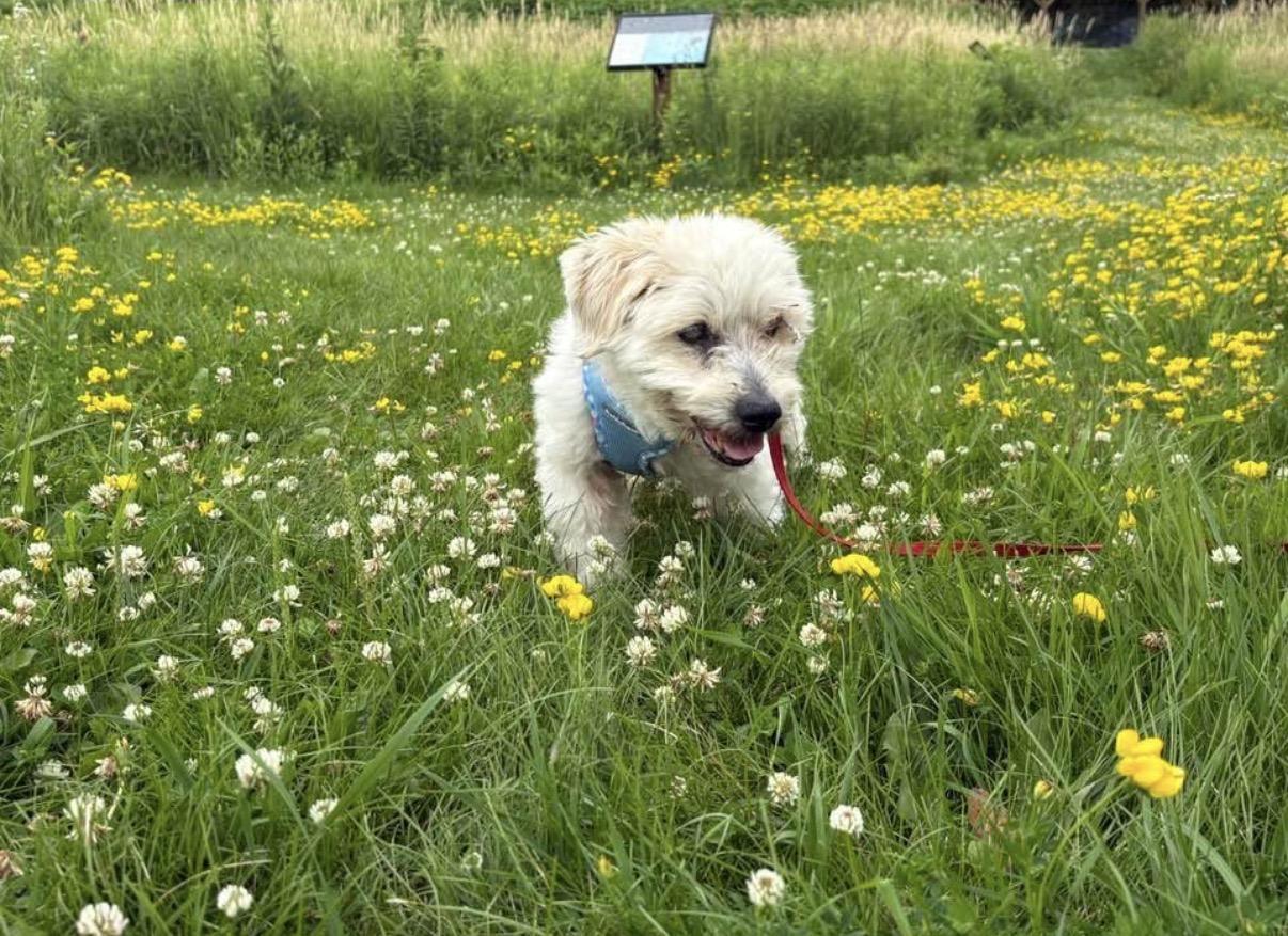Enlarge Gizmo, a ADOPTABLE mixed breed in Whitewater, WI image 2/5