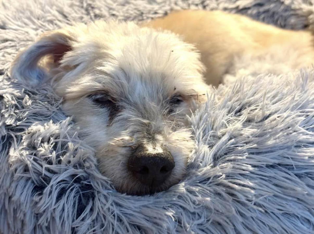 Gizmo, ADOPTABLE, Senior Male Miniature Schnauzer & Poodle.