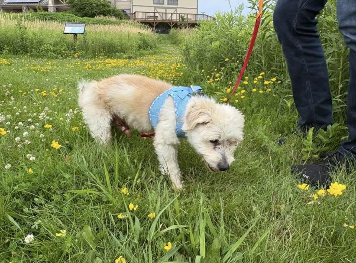 Enlarge Gizmo, a ADOPTABLE mixed breed in Whitewater, WI image 4/5