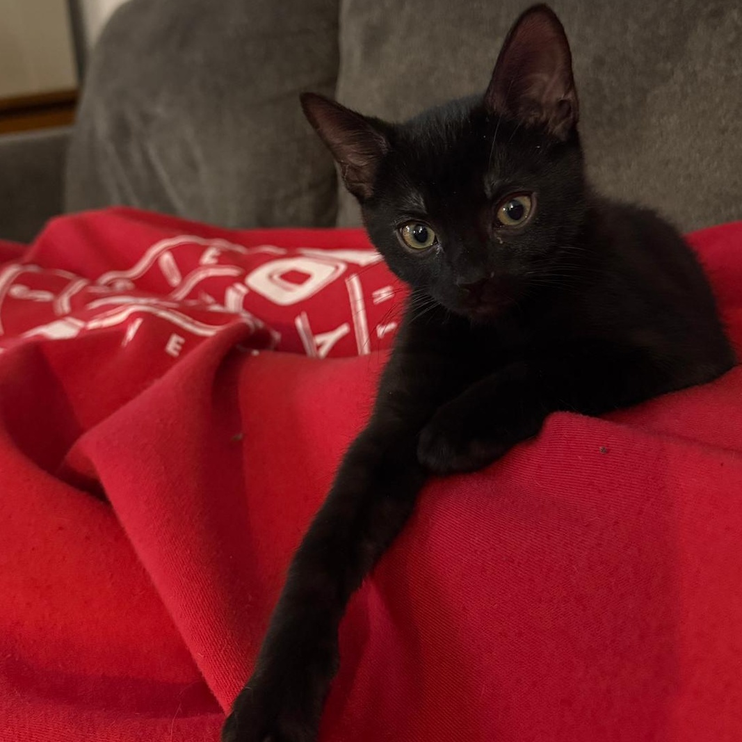 Robin, adopted, Kitten Female Domestic Short Hair.