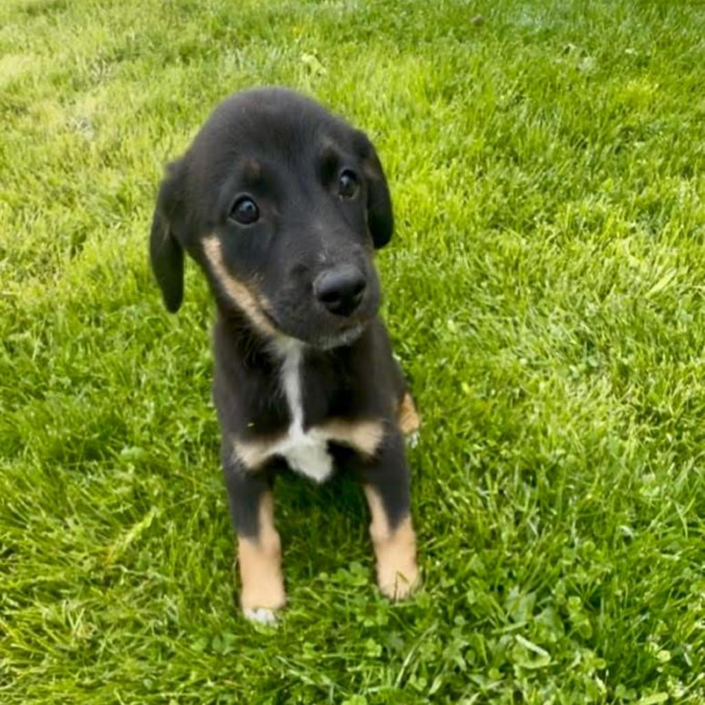 Hershey aka Ridoc, Adoptable, Puppy Male Mixed Breed.