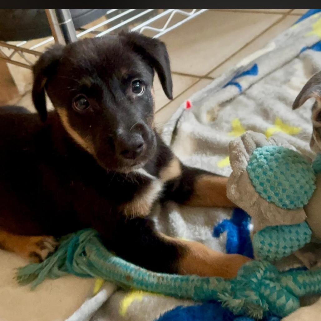 Enlarge Hershey aka Ridoc, a Adoptable Mixed Breed in Joliet, IL image 2/6