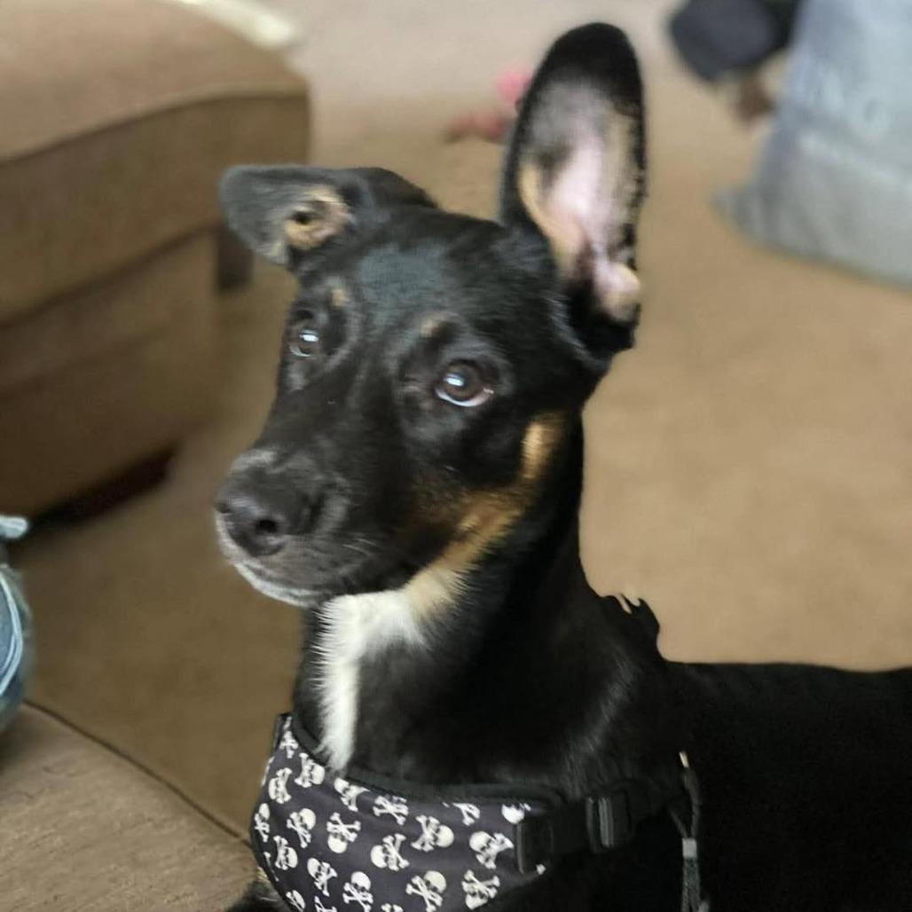 Enlarge Hershey aka Ridoc, a Adoptable Mixed Breed in Joliet, IL image 3/6
