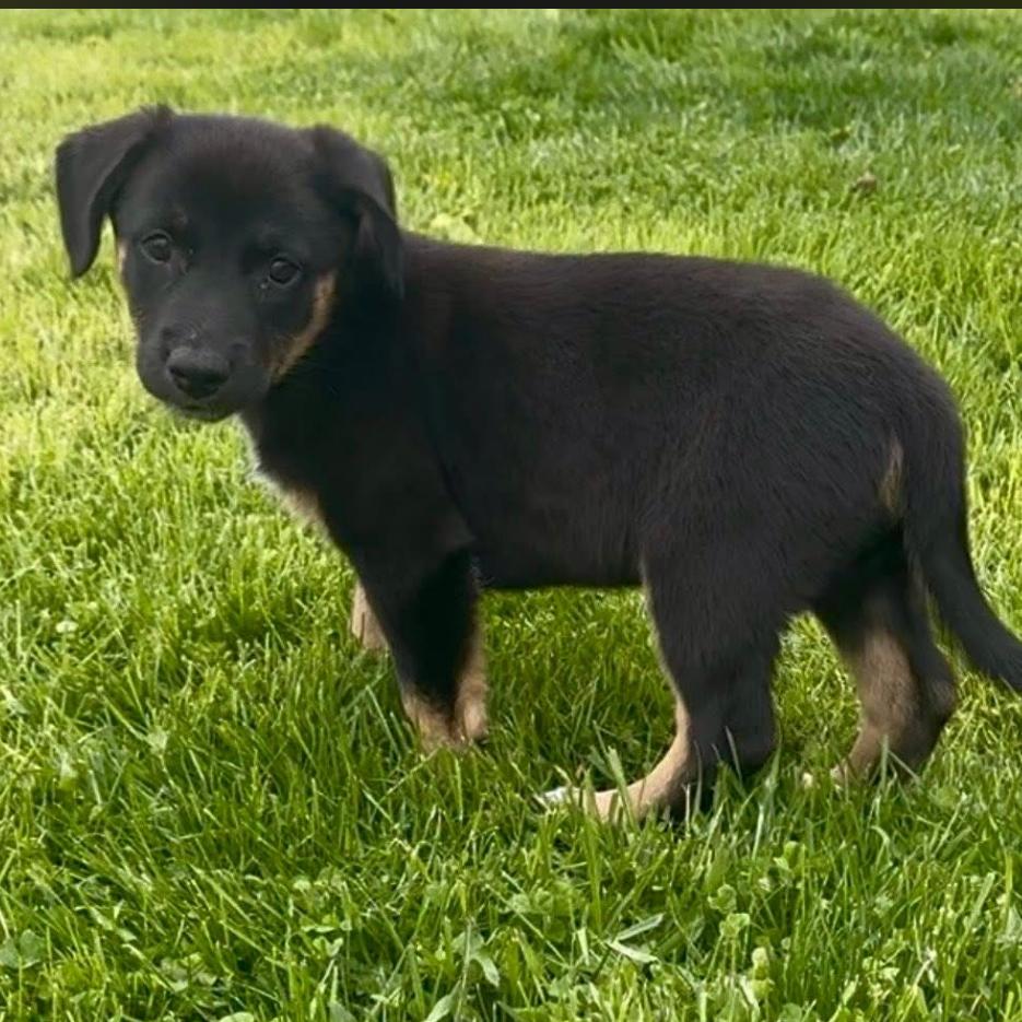 Enlarge Hershey aka Ridoc, a Adoptable Mixed Breed in Joliet, IL image 4/6