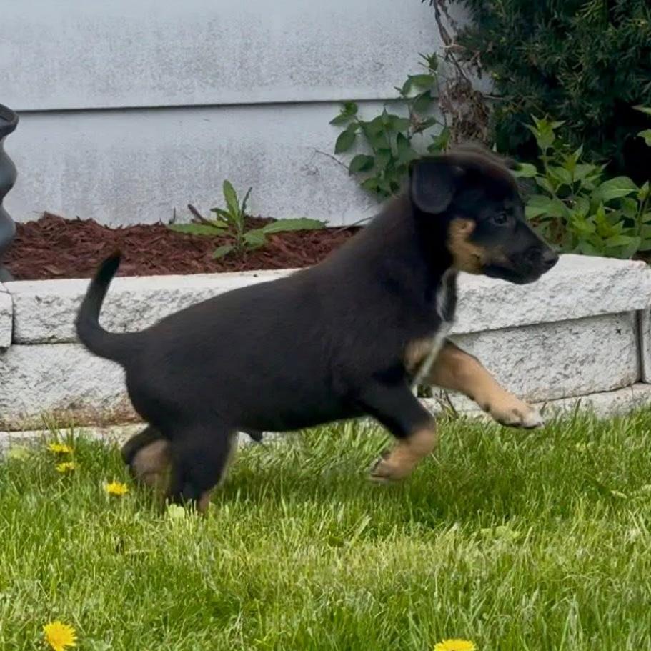 Enlarge Hershey aka Ridoc, a Adoptable Mixed Breed in Joliet, IL image 5/6