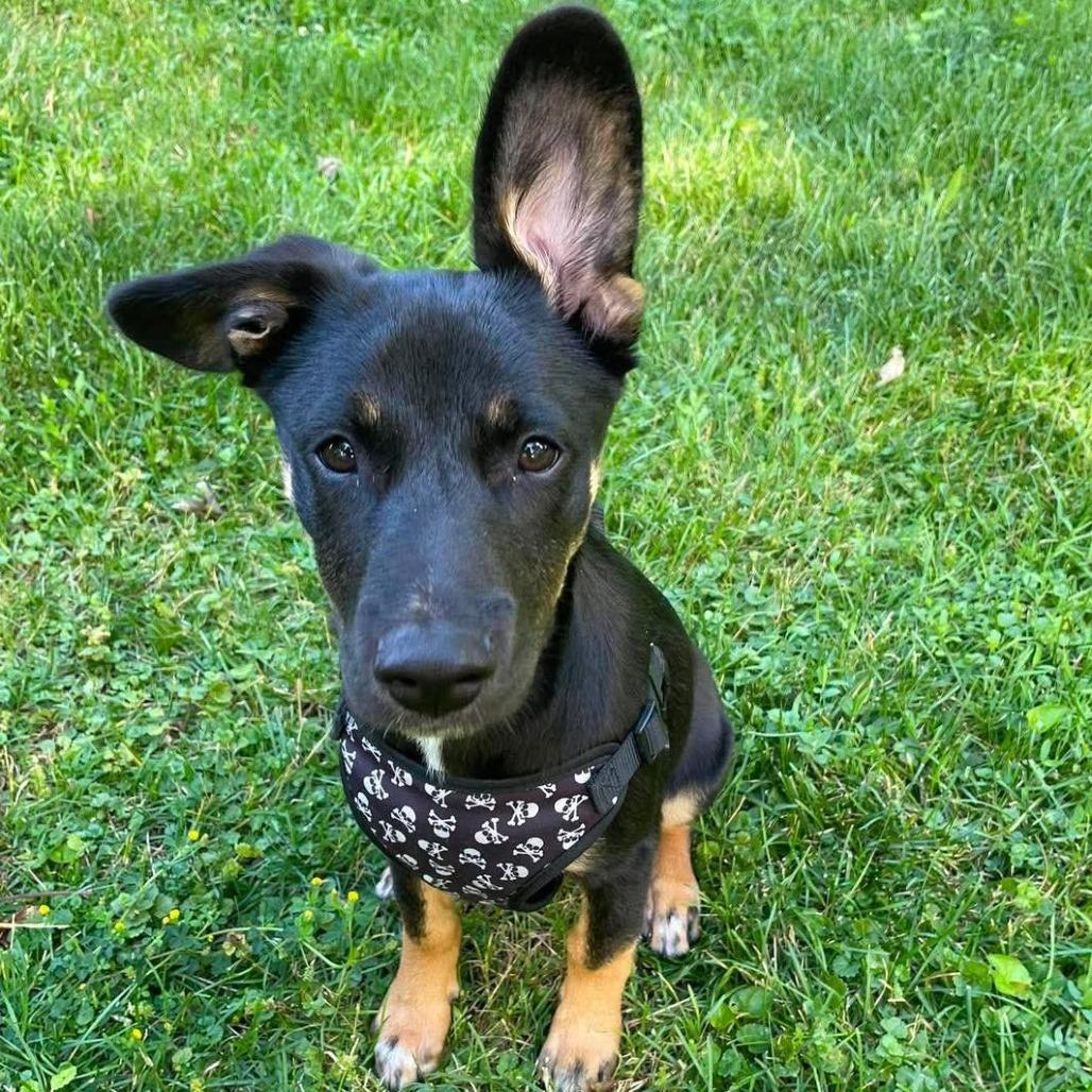 Enlarge Hershey aka Ridoc, a Adoptable Mixed Breed in Joliet, IL image 6/6